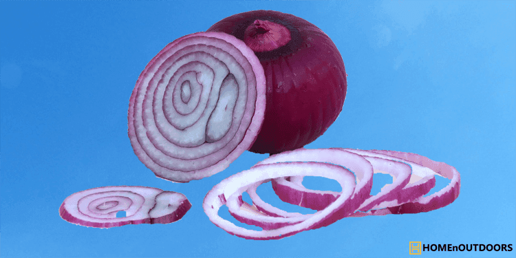Best Onion Choppers
