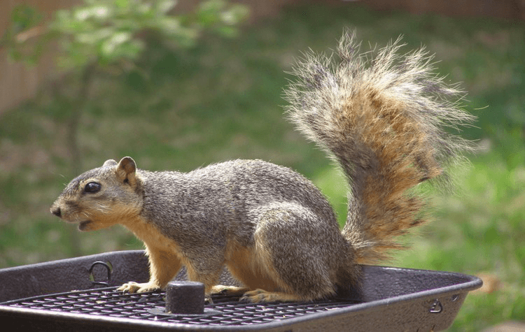 Best Squirrel Feeders