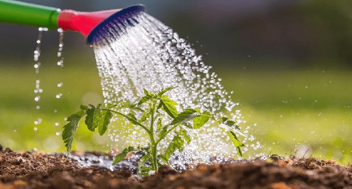 Watering your plants