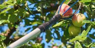 How To Use A Fruit Picker?